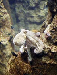 Adding Octopuses To Your Tropical Fish Tank