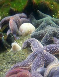 Starfish Sea Stars Invertebrates Feeding