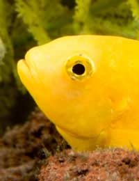 Cichlid Chichlid Aquarium Tropical Fish