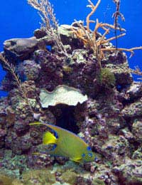 Aquarium Water Parameters Fish Tank