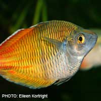 Rainbow Fish Rainbowfish Tropical Fish