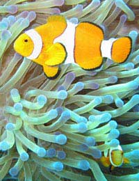 Clown Fish Clownfish Anemone Symbiote