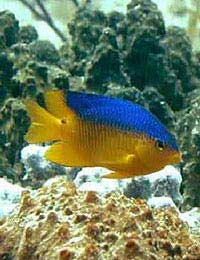 Damsels Damsel Fish Damselfish Tropical