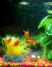 Temperature Biorb Heater Aquarium Fish