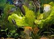 Caring for Aquarium Plants