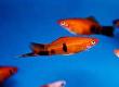 Swordtails