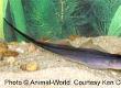 Adding Knifefish To Your Tropical Fish Tank