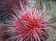 Sea Urchins