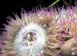 Anemones In Your Aquarium