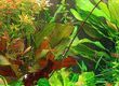 Using Electrical Devices Safely In Your Aquarium