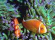 Choosing The Right Fish For Your Aquarium