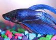 Keeping Bettas Or Siamese Fighting Fish