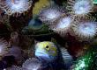 Adding Gobies to Your Aquarium