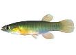 Killifish