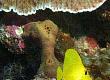 Keeping Tangs in Your Aquarium