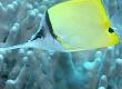 Butterfly Fish