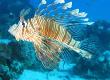 Lionfish