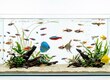 Aquarium Stocking Calculator