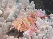 Fish Compatibility Checker