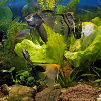 Plants Aquarium Fish Algae Nutrition