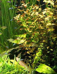 Aquatic Plants