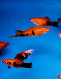 Swordtails Swordtail Fish Aquarium