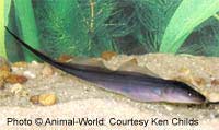 Adding Knifefish To Your Tropical Fish Tank