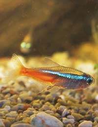 Neon Tetra Tetras Aggression Aggressive