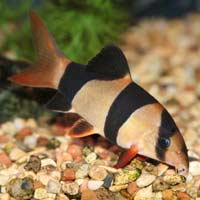 Clown Loach Loaches Aquarium Digestive