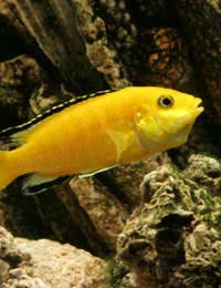 Cichlid Aquarium Jaguar Cichlid Water