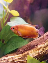 Gourami Lifespan Age Fish Aquarist