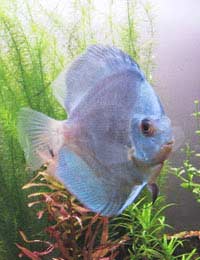 Tropical Fish Aquarium Hobbyist