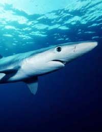 Shark Panic Blue Shark Parasite Magnetic