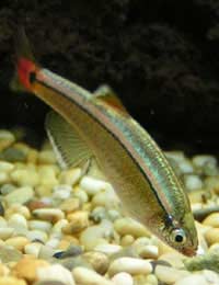 Cardinal Fish Cardinals Marine Aquarium