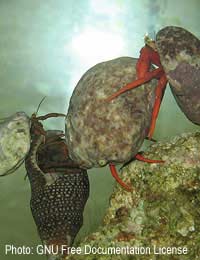 Hermit Crabs Marine Aquarium