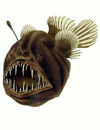 Angler Fish Lure Marine Aquarium