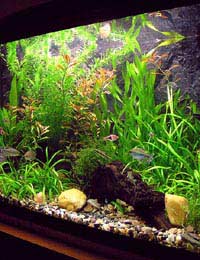 Led Lighting Aquarium System Metal