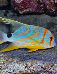 Snapper Tropical Marine Aquarium Feeding