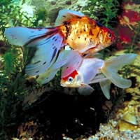 Peacock Cichlid Aquarium Community Tank