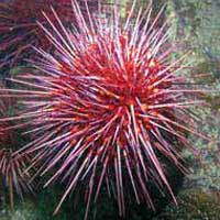 Sea Urchin Invertebrate Tropical Marine