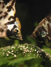 Breeding Fish Reproduction Aquarium