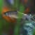 Freshwater Fish Disease