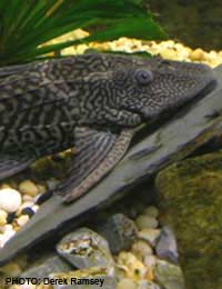 Vegetarian Vegetable Fish Pleco Silver