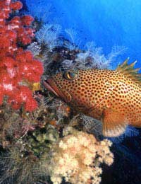 Coral Reef Aquarium Invertebrate Anemone