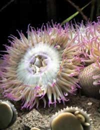 Anemones In Your Aquarium