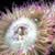 Anemones In Your Aquarium