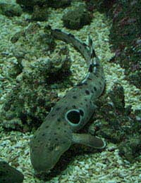 Sharks Bamboo Shark Epaulette Shark