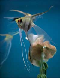 Angel Fish Angelfish Tropical Fish