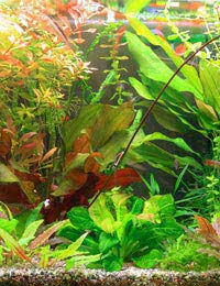 Aquarium Fish Tank Fish Electrical