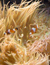 Saltwater Fish Disease Alt Water